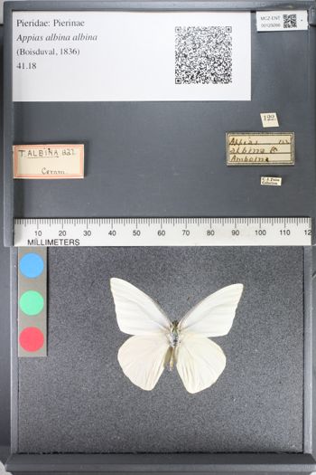 Media type: image;   Entomology 129266